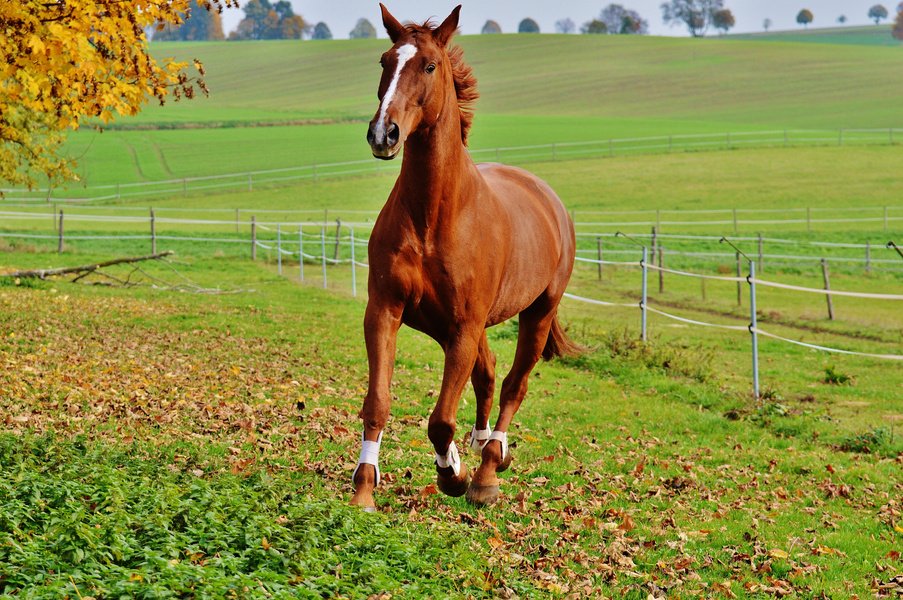 Brown Horse Running